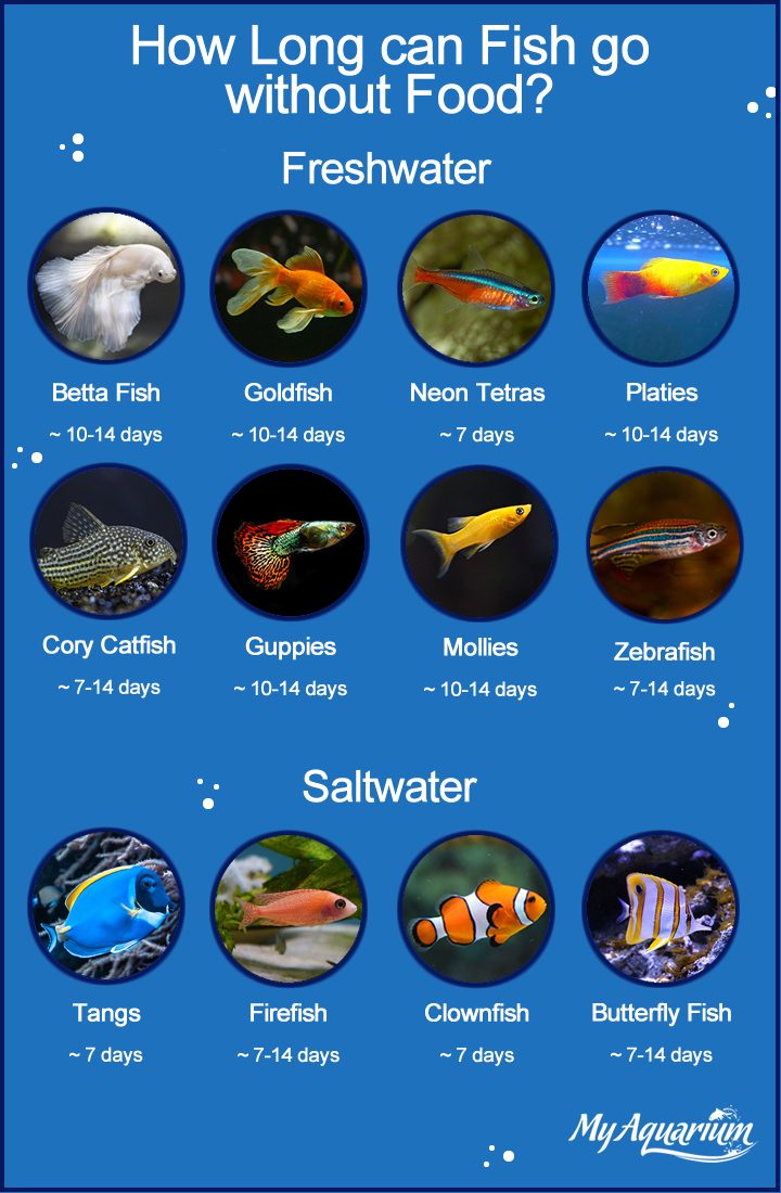 Fish Feeding Guide: How Long Different Species Can Survive Without Food