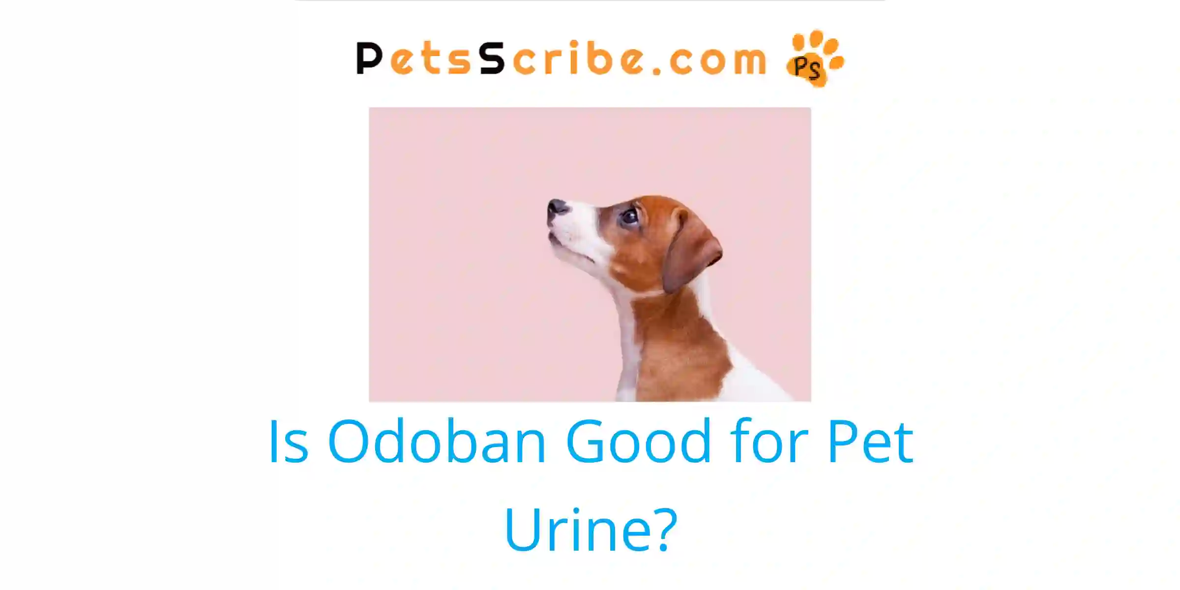 OdoBan Safety for Pets: A Complete Guide for Pet Owners