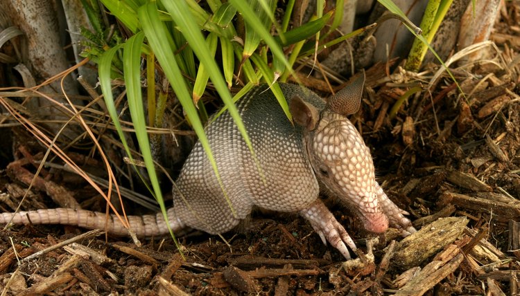 Armadillos as Pets: Challenges, Considerations, and Legal Restrictions
