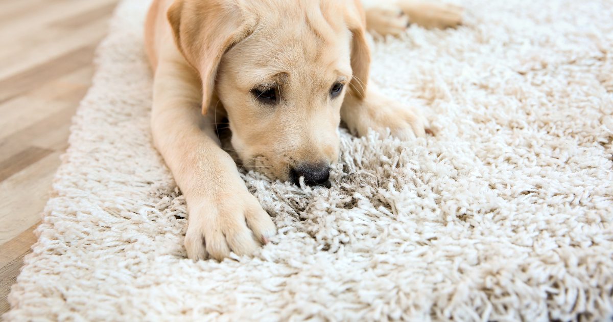 Pet-Friendly Carpet Maintenance: Essential Shampooing Schedule for Pet Owners