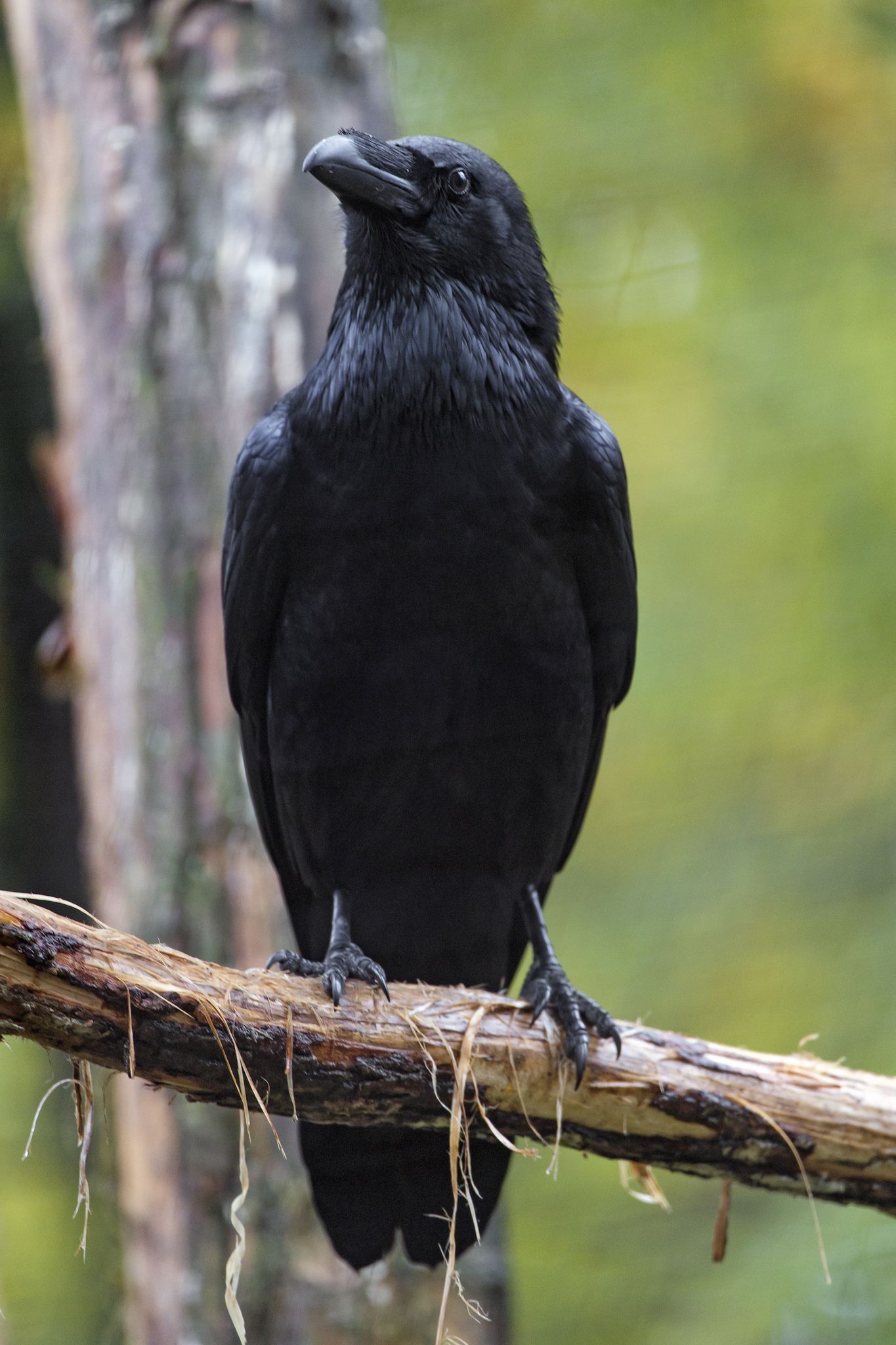 Ravens as Pets: Challenges and Considerations
