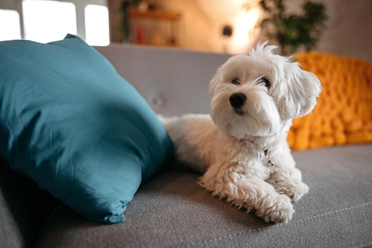 Best Pets for Apartments: Complete Guide for Small Space Living