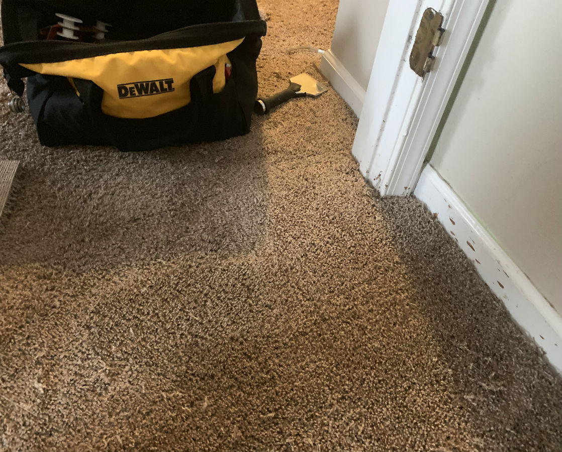 Pet Carpet Damage: Complete Repair and Prevention Guide