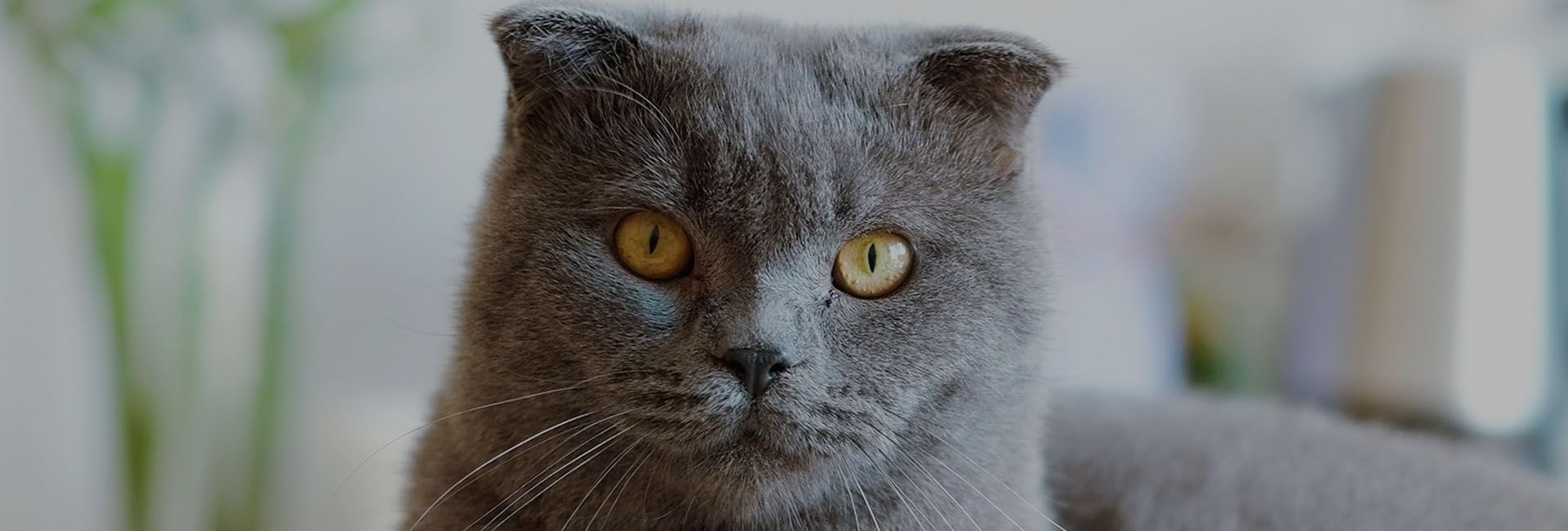 Cat Wellness Exam Costs: Complete Guide to Veterinary Checkup Pricing