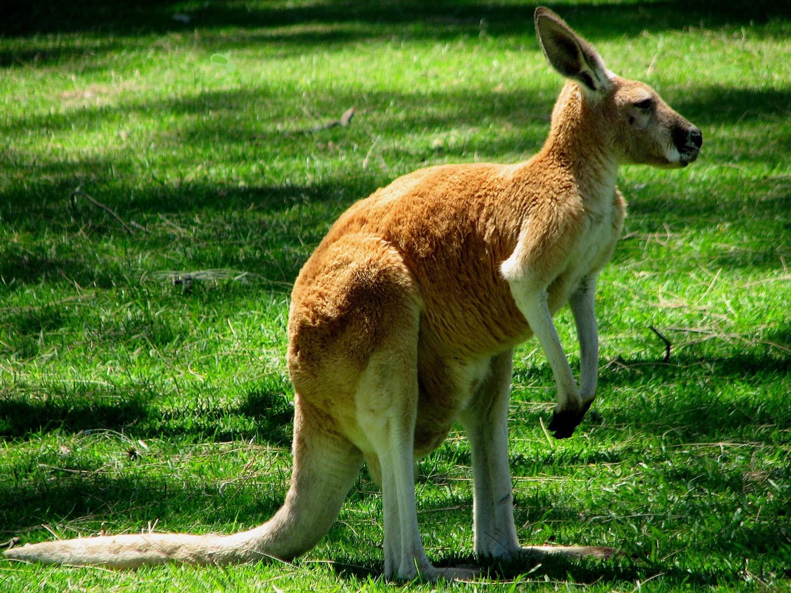 Kangaroos as Pets: Complete Guide to Ownership Laws, Care Requirements, and Practical Considerations