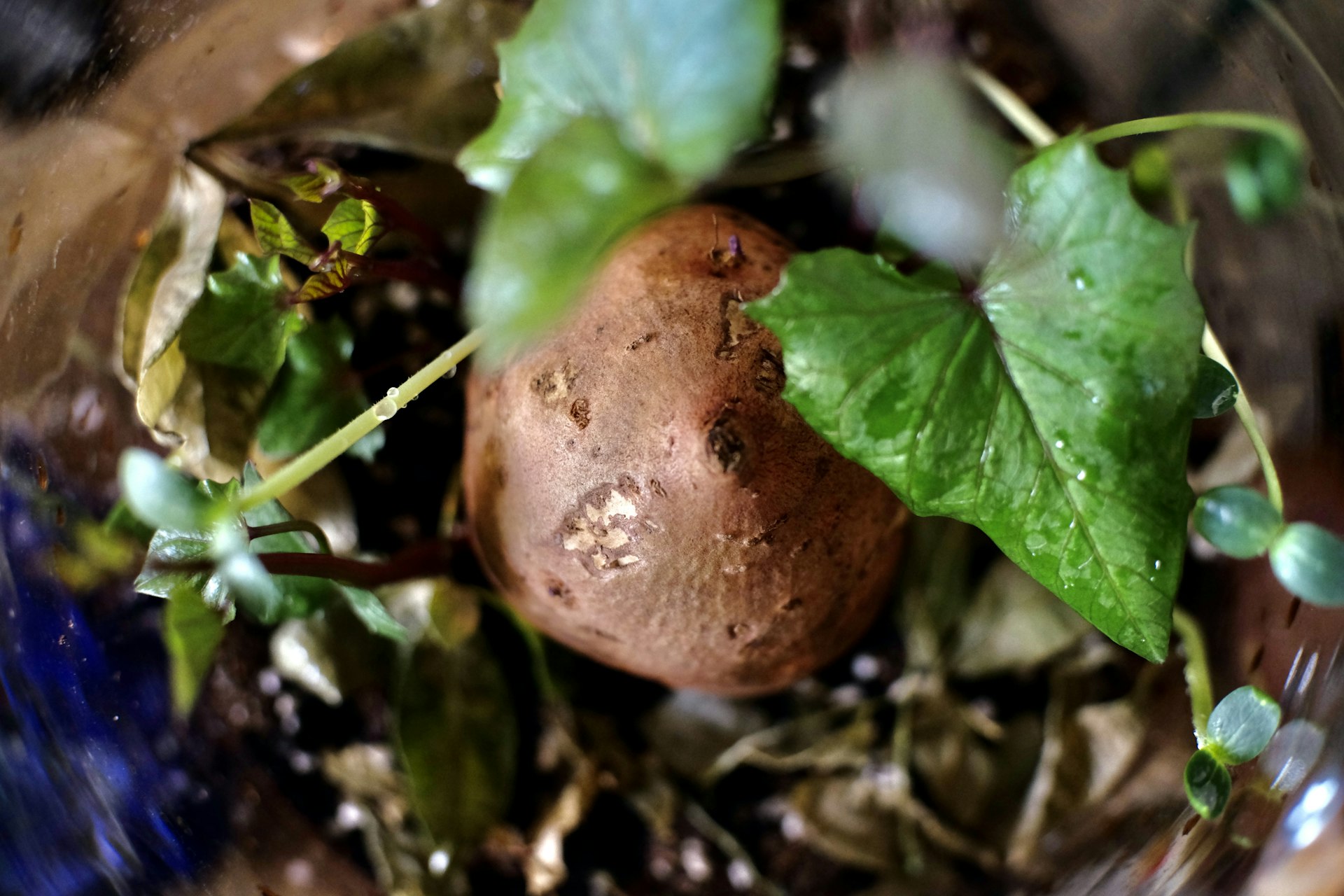 Creative Ways to Reinvent Your Seasonal Root Vegetable Gratin Leftovers