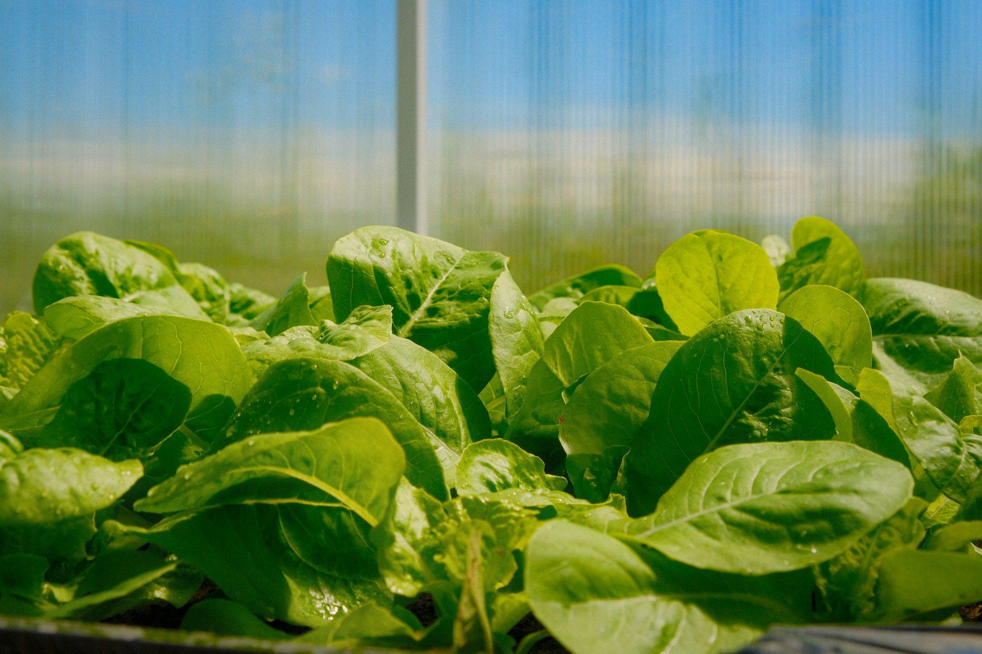 How Biotechnology is Shaping Sustainable Food Systems: Innovations, Benefits, and Access