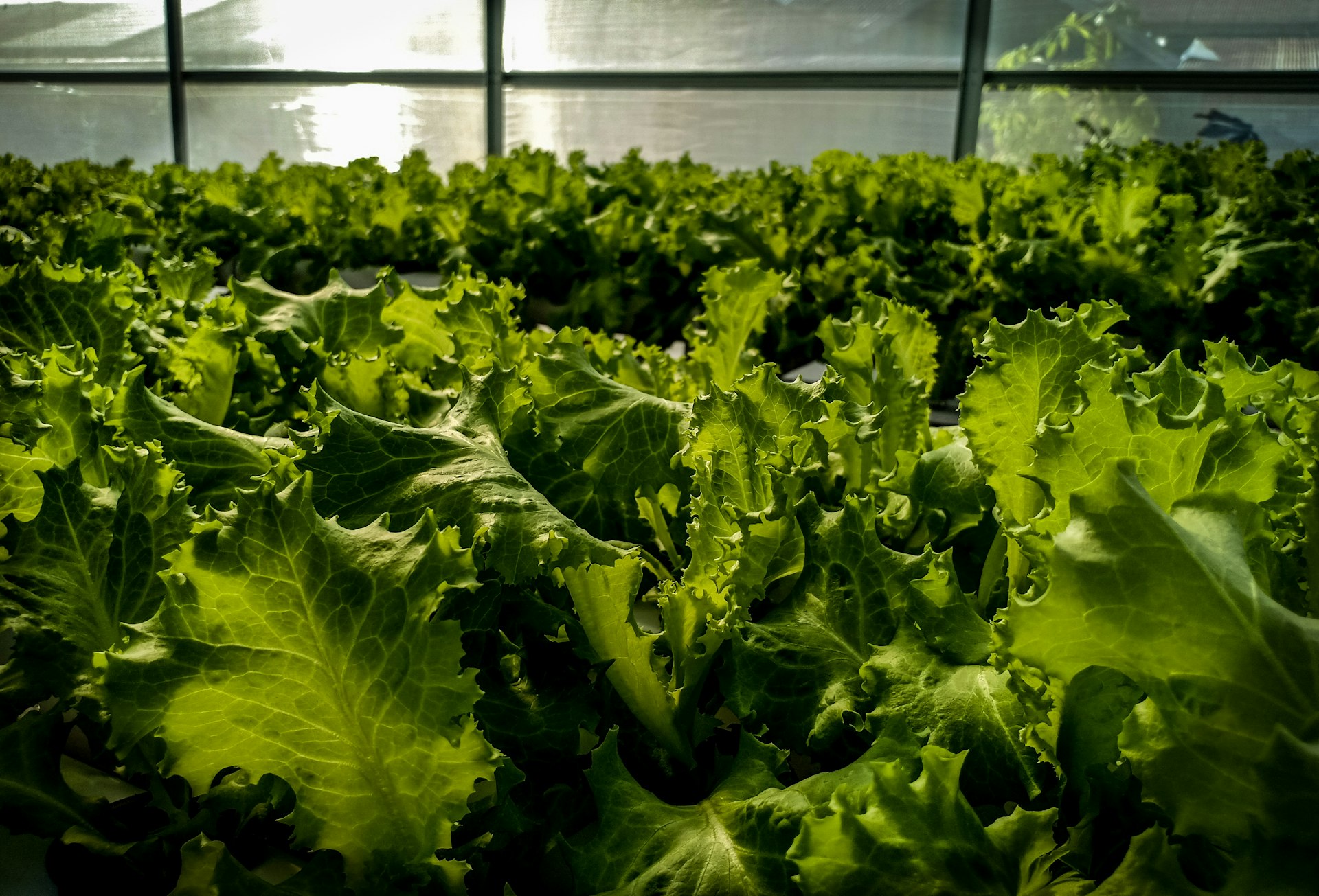 Biotechnology's Transformative Impact on Food Production: Yields, Nutrition & Sustainability