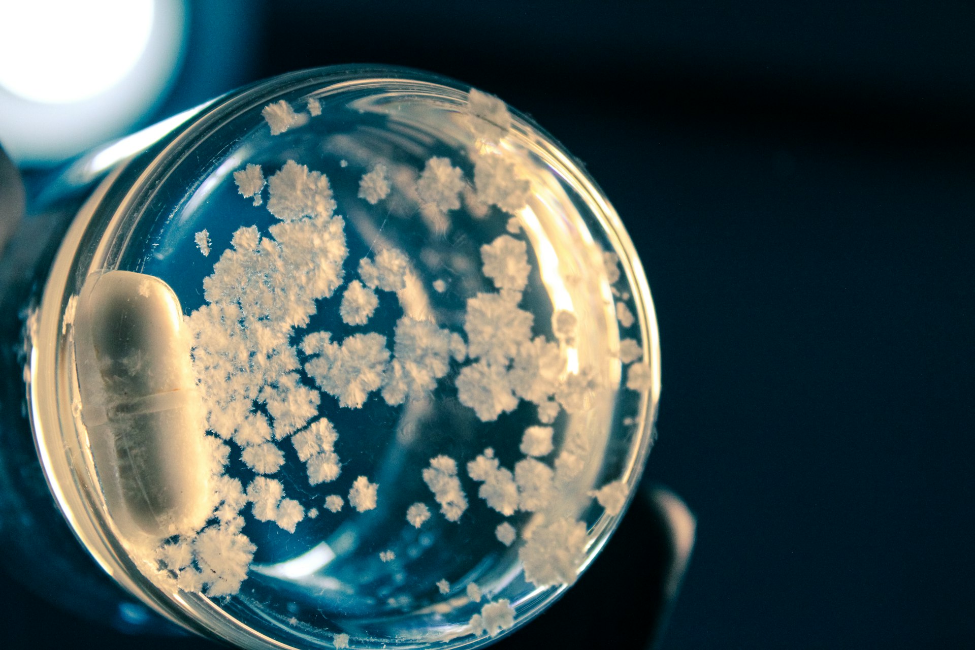 Synthetic Biology's Transformation of Food Technology: Innovation, Access, and Sustainable Growth